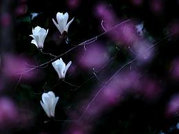 玉兰花开（原创）