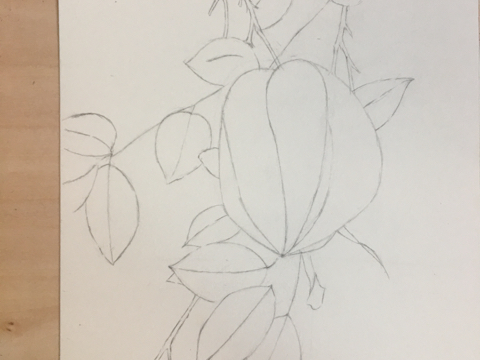 芦柑手绘图片