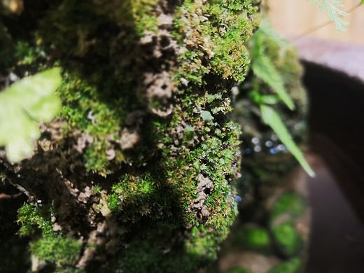 春“分”十里,常伴有你🍵 平分春色,不负韶光🍃