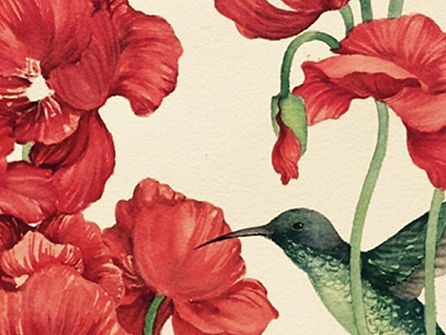 水彩┇虞美人系列