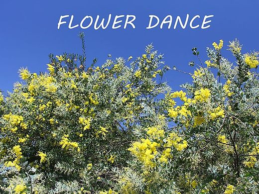 中山树木园的黄色樱花