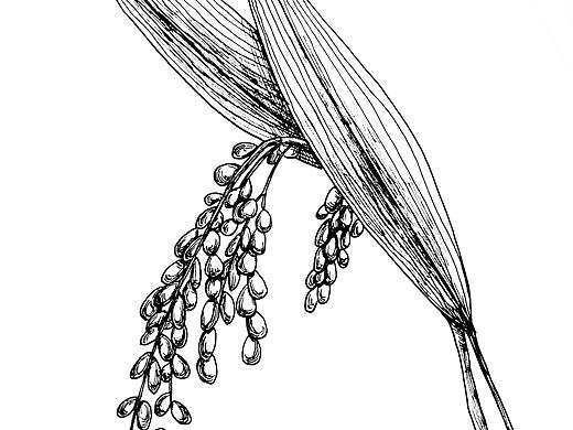 为一款婴儿谷物粉所做的插画