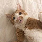 大饼座的头像