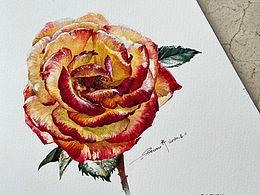 水彩|逆光月季系列🌹