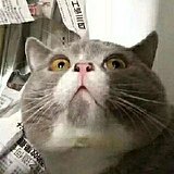 北倾城zo的头像