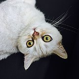 仙姬的头像