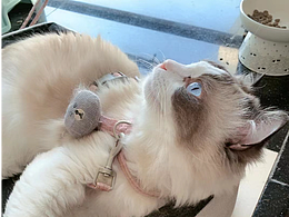 我的貓咪：行走的蒲公英千禧小貓