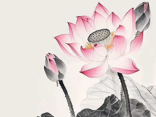 荷花