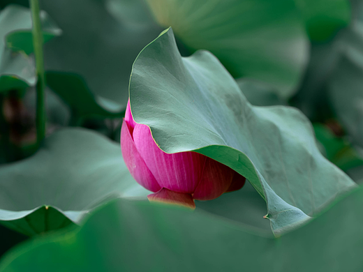 荷花