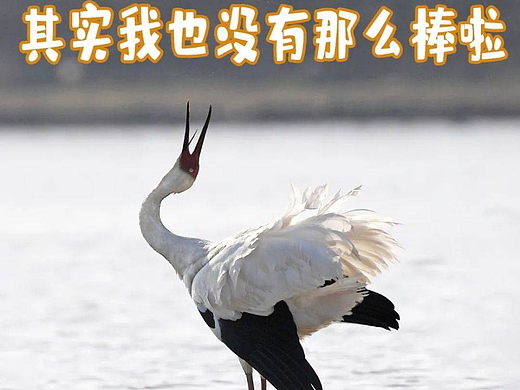 鹤鹤有名-先占坑