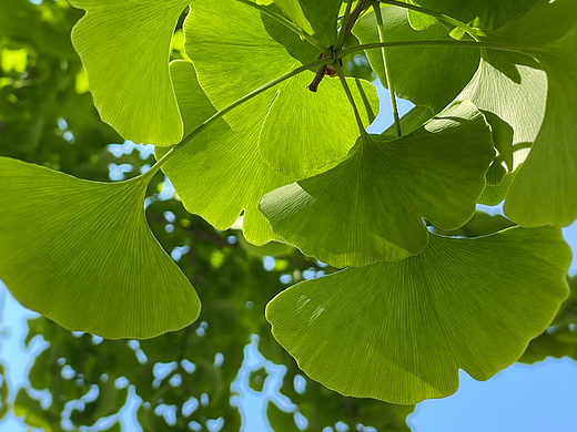 初夏