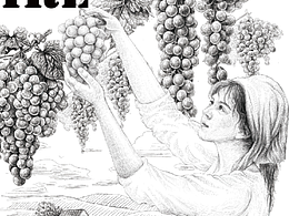 《摘葡萄的少女》原创插画