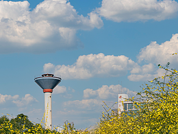 昆明经典双城小黄花