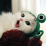 芝士烤可乐的头像