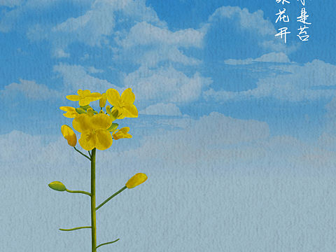 油菜花
