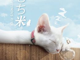 睡梦中的小糯米