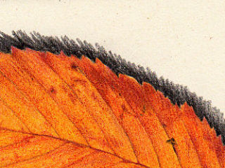 树叶未完（个人主页-ZNDk4MjE1Mg==） - 绘画 - 站酷设计师lucinda_N原创素材 - 站酷ZCOOL