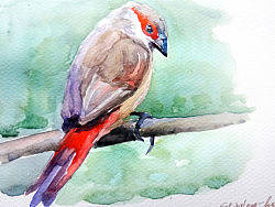 水彩鸟317