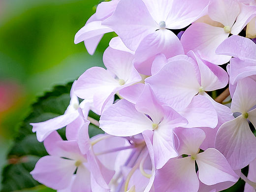 南京·熙南里·绣球花
