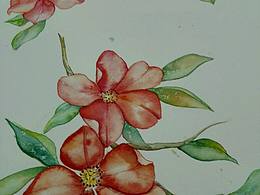 杜鹃花