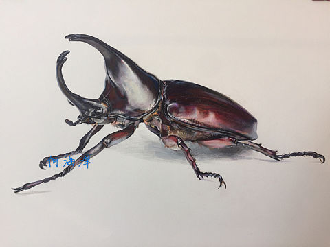 甲虫3