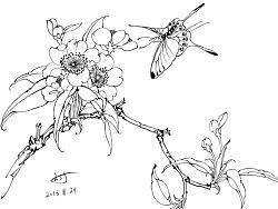 一些白描练习