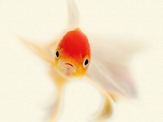 養(yǎng)魚類APP引導頁、登錄頁（個人主頁-ZMTQzNzEzMDg=） - APP界面 - 站酷設計師w286335712原創(chuàng)素材 - 站酷ZCOOL