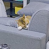 用戶頭像