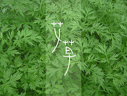 艾草