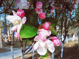 人间四月物语（个人主页-ZNzU4MjUzMg==） - 风光摄影 - 站酷设计师绿川幸原创素材 - 站酷ZCOOL