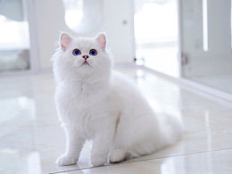 超萌仙女猫 *【panda西原创作品10】