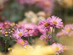 怒放的生命（個(gè)人主頁-ZMTEzMDM5Mg==） - 風(fēng)光攝影 - 站酷設(shè)計(jì)師zjcnjj原創(chuàng)素材 - 站酷ZCOOL