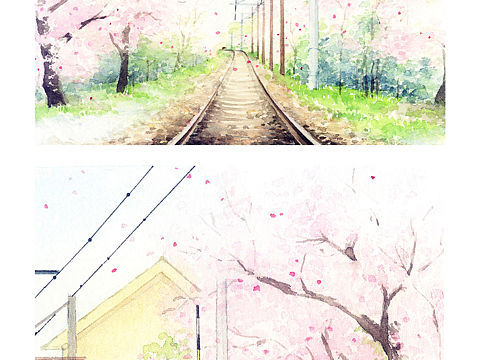 樱花抄