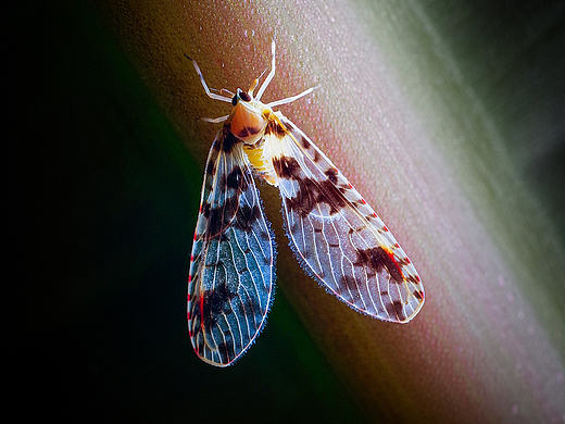 微距摄影小品【每一棵小生命都有灵性】