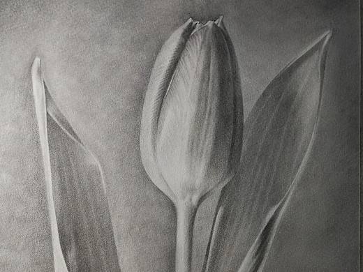 素描中的郁金香（個(gè)人主頁(yè)-ZNTI1Nzc0MTI=） - 繪畫(huà) - 站酷設(shè)計(jì)師浩軒手繪原創(chuàng)素材 - 站酷ZCOOL