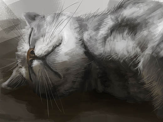 我的猫