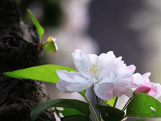 海棠节书签