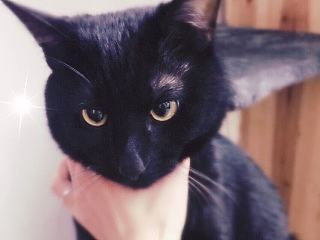我是喵，心中只有暖阳和猫粮