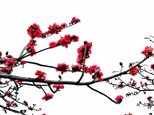 木棉花开摄影-风光摄影31605画tiu鱼3年前三月三上巳节 歌圩节 明信片