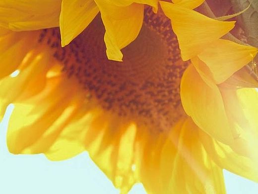 向日葵封面（個人主頁-ZMTM2MTAyMjg=） - 海報 - 站酷設計師超級無敵小憨憨原創(chuàng)素材 - 站酷ZCOOL