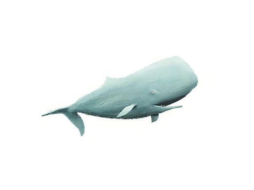 【动物小元素】海洋动物
