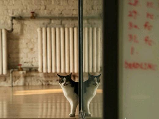 猫