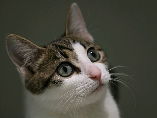 猫咪桉桉（个人主页-ZMjU1MjM3NzY=） - 宠物摄影 - 站酷设计师PP琪原创素材 - 站酷ZCOOL