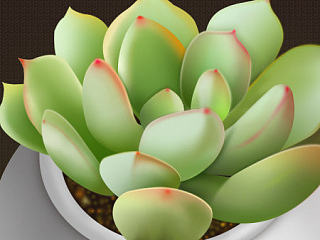 多肉植物一整盆