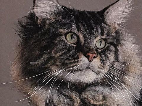 猫不语系列02