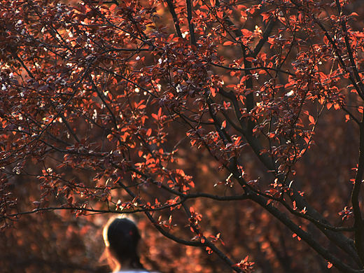 秋意晚🍁（个人主页-ZNTMxMTc4OTY=） - 人像摄影 - 站酷设计师吾是小小静原创素材 - 站酷ZCOOL