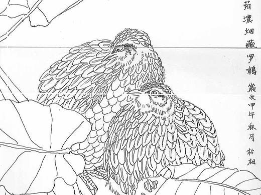 白描写生系列之南方地域花卉