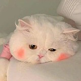 用戶頭像