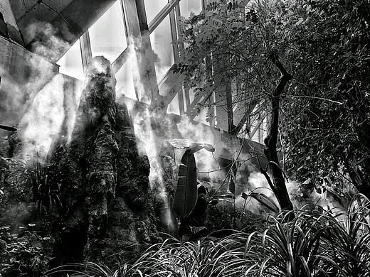 植物园一角——黑白与彩色的对比