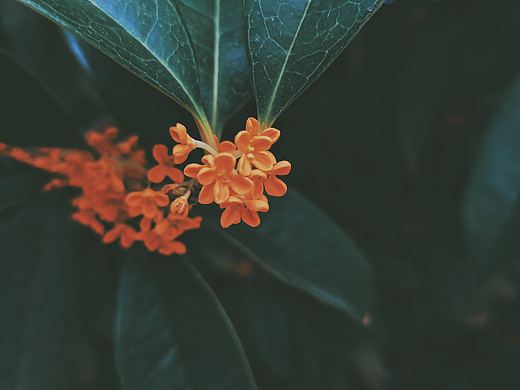 滿城秋味（個人主頁-ZNDc4MjA3NDg=） - 產品攝影 - 站酷設計師酸豆角celeste原創(chuàng)素材 - 站酷ZCOOL